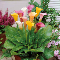 Calla Mischung Weiß/Rosa/Gelb (x3) - Bakker