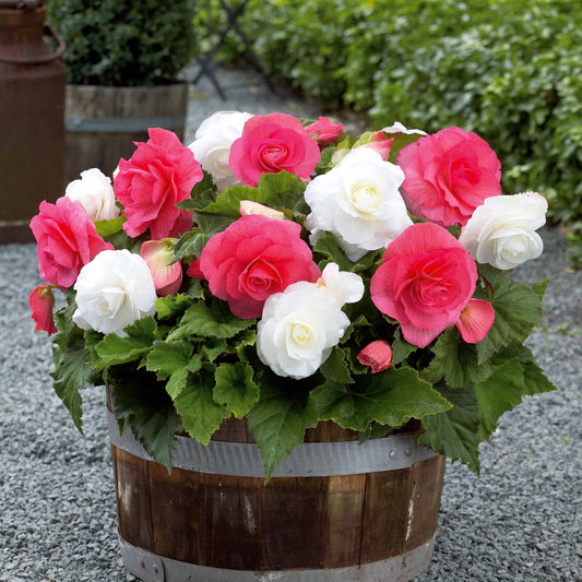 Begonien Mischung (rosa, weiß) (x6) - Bakker