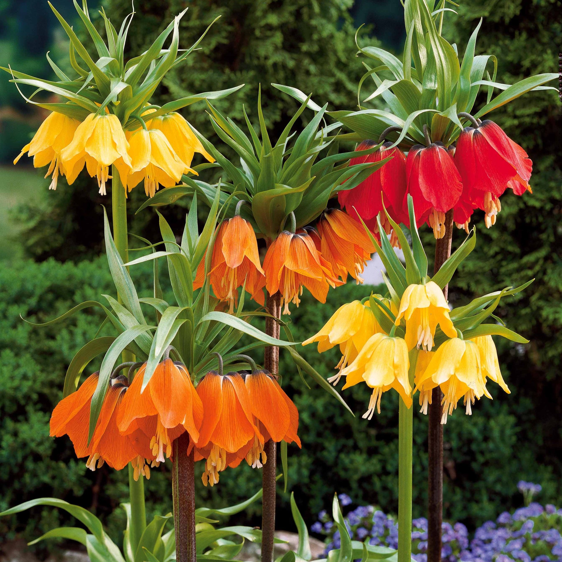 Kaiserkrone Kollektion Gelb/Rot/Orange (x3) - Fritillaria imperialis - Bakker