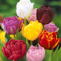 Pfingstrose Tulpen Mischung (x20) - Bakker