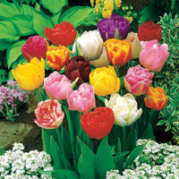 Pfingstrose Tulpen Mischung (x20) - Tulipa - Bakker