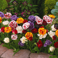 Tulipa - Pfingstrose Tulpen Mischung (x20) - Tulpen-Zwiebeln