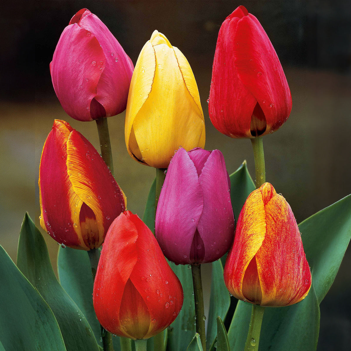 Darwin Hybride Tulpen Mischung (x30) - Bakker