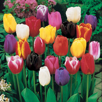 Langstielige Tulpen Mischung - Tulipa - Bakker