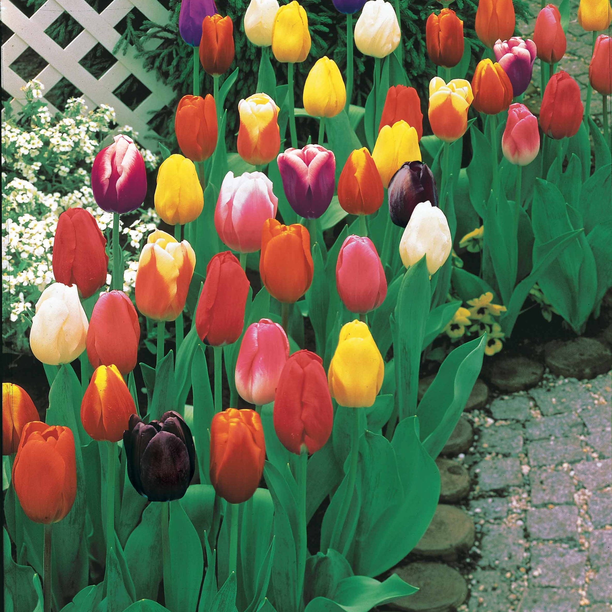 Tulpen-Zwiebeln - Langstielige Tulpen Mischung - Tulipa