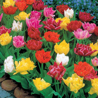 Gefüllte Tulpe 'Murillo' (x60) - Bakker