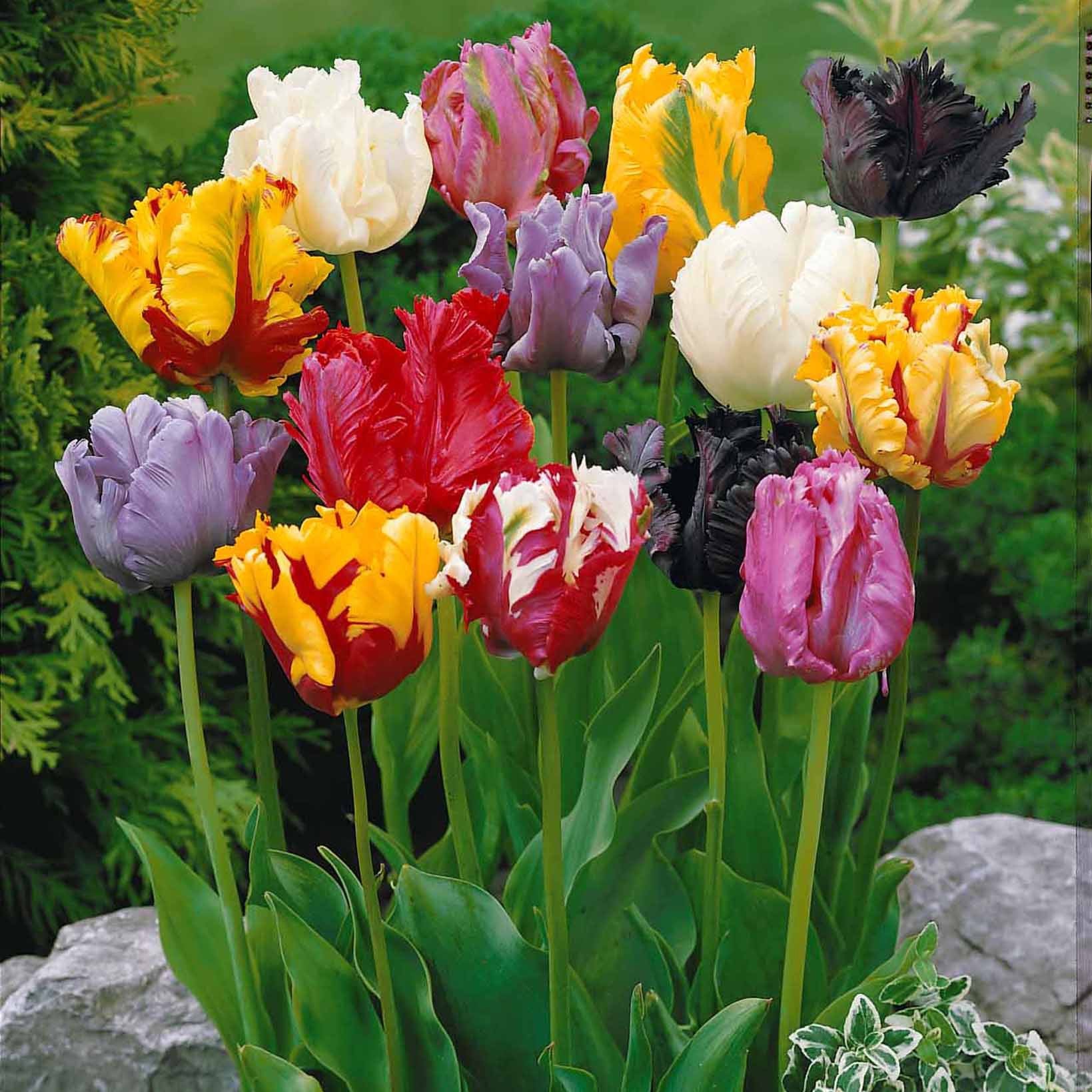 Papagei-Tulpen Mischung (x15) - Bakker