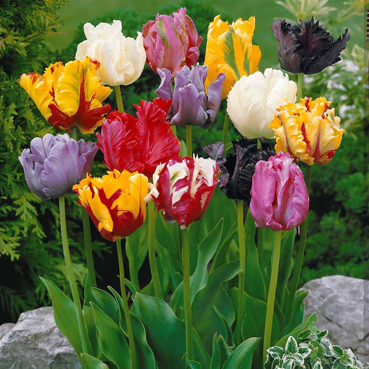Papagei-Tulpen Mischung (x15) - Bakker