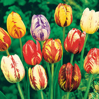Geflammte Tulpen Mischung (x20) - Tulipa - Bakker