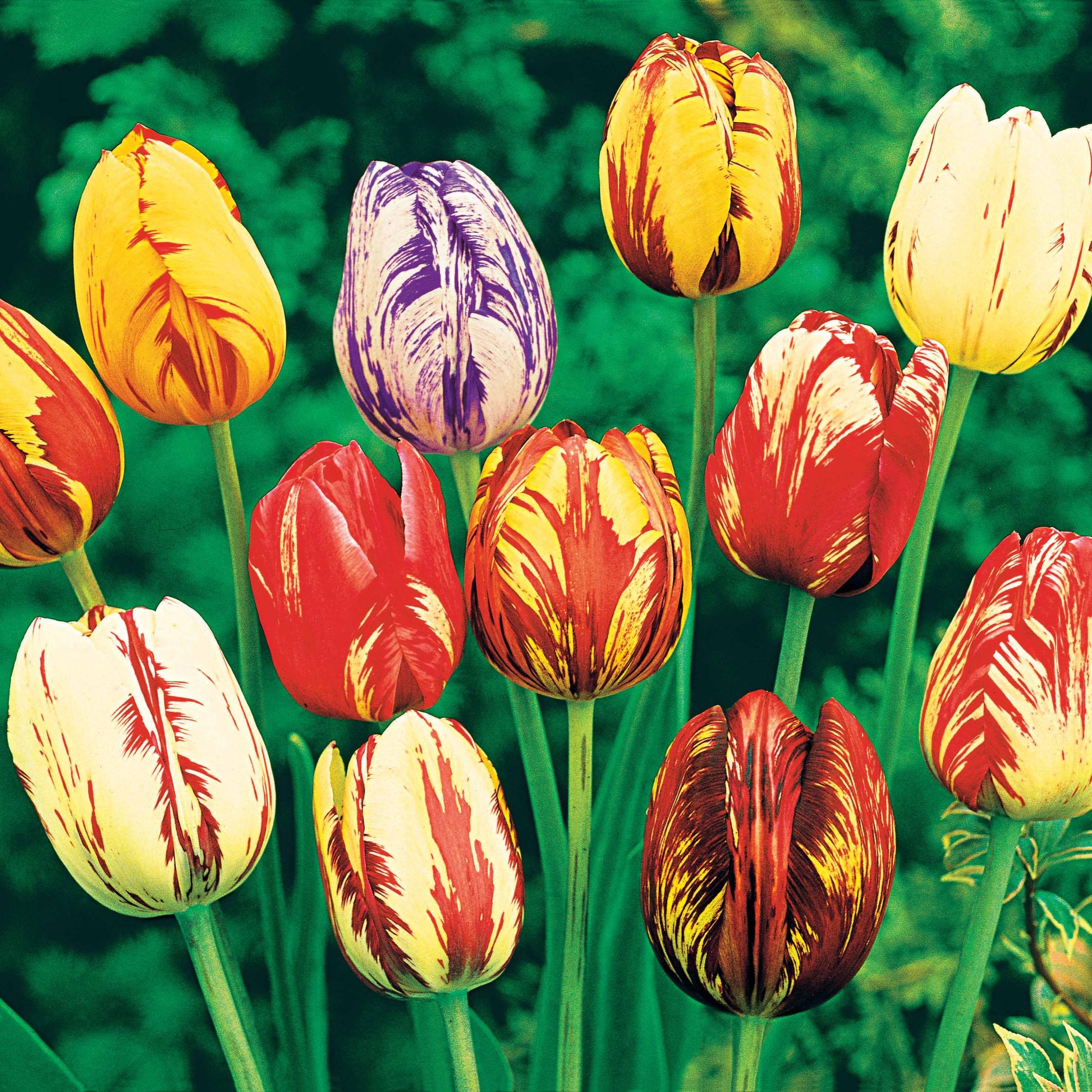 Geflammte Tulpen Mischung (x20) - Tulipa - Bakker