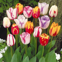 Tulpen-Zwiebeln - Geflammte Tulpen Mischung (x20) - Tulipa