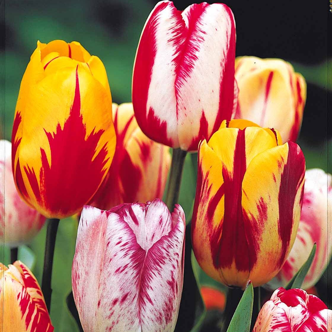 Tulipa - Geflammte Tulpen Mischung (x20) - Tulpen-Zwiebeln