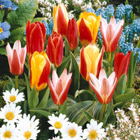 Tulpen-Kollektion 3 Monate Blüte (x60) - Tulipa - Bakker