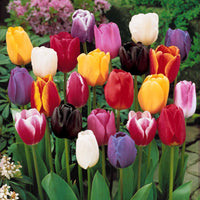 Tulpen-Kollektion 3 Monate Blüte (x60) - Bakker