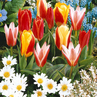 Pfauentulpen Mischung (x20) - Tulipa kaufmanniana - Bakker