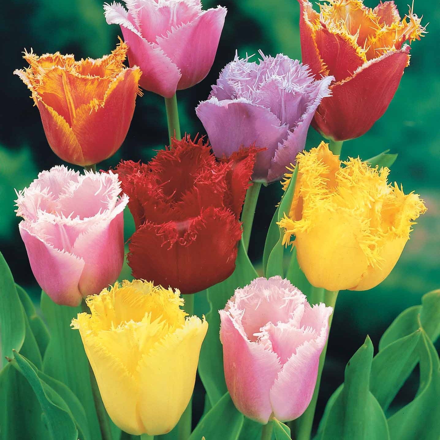 Gefranste Tulpen Mischung (x20) - Tulipa crispa - Bakker