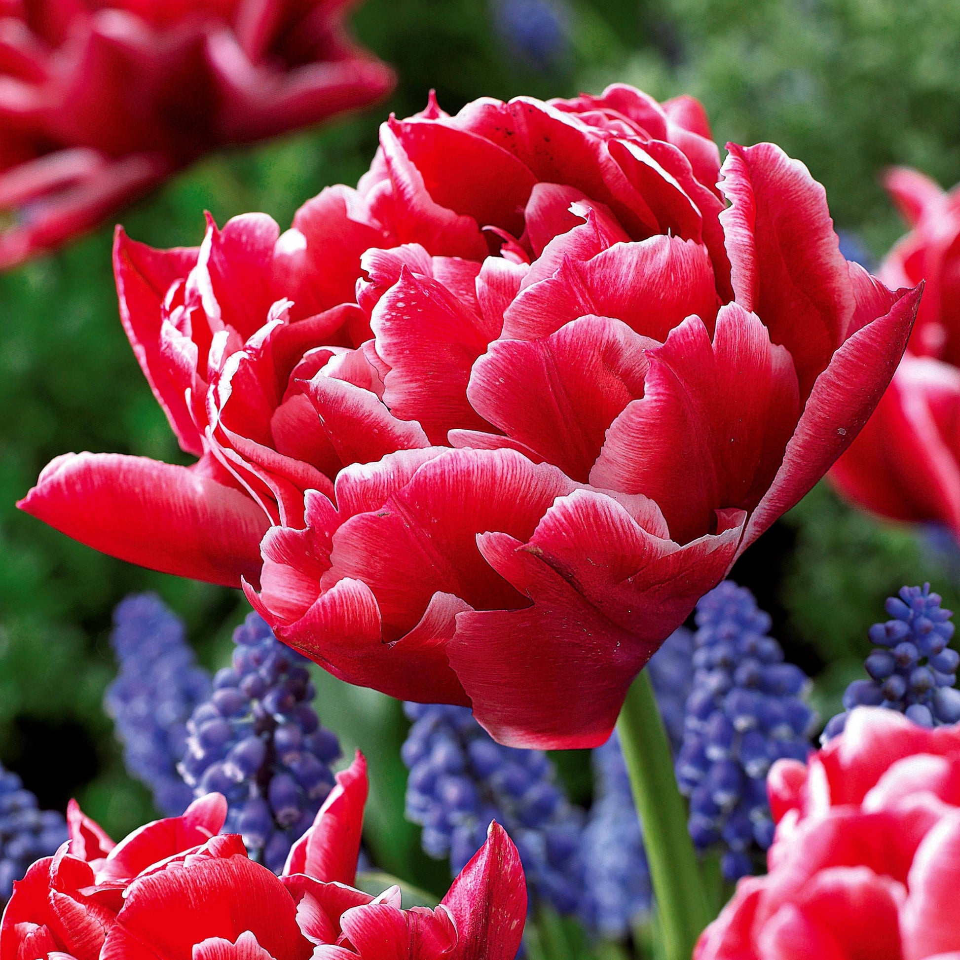 Tulpen frühblühende Murillo-Mischung (x25) - Tulipa 'Columbus', 'Sunlover', 'Tabledance' - Bakker