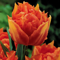 Tulipa 'Columbus', 'Sunlover', 'Tabledance' - Tulpen frühblühende Murillo-Mischung (x25) - Tulpen-Zwiebeln