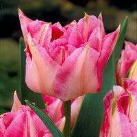 Tulpen-Zwiebeln - Tulpen frühblühende Murillo-Mischung (x25) - Tulipa 'Columbus', 'Sunlover', 'Tabledance'
