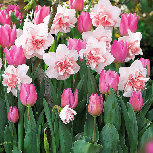5 Narzissen Replète + 10 Tulpen Candy Prince - Bakker
