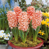 Hyazinthen Kollektion: 'Gipsy Queen' + 'Woodstock' + 'City of Haarlem' (x9) - Hyacinthus 'Woodstock', 'Gipsy Queen', 'City of Haarlem' - Bakker