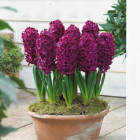 Hyacinthus 'Woodstock', 'Gipsy Queen', 'City of Haarlem' - Hyazinthen Kollektion: 'Gipsy Queen' + 'Woodstock' + 'City of Haarlem' (x9) - Hyazinthen-Zwiebeln