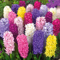 Hyacinthus orientalis - Hyazinthen Mischung - Hyazinthen-Zwiebeln