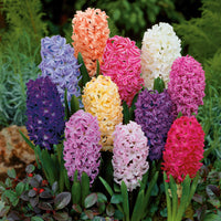 Hyazinthen-Zwiebeln - Hyazinthen Mischung - Hyacinthus orientalis