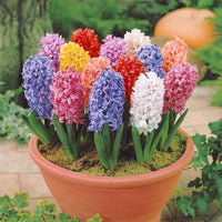 Verkauf Hyazinthen Mischung - Hyacinthus orientalis