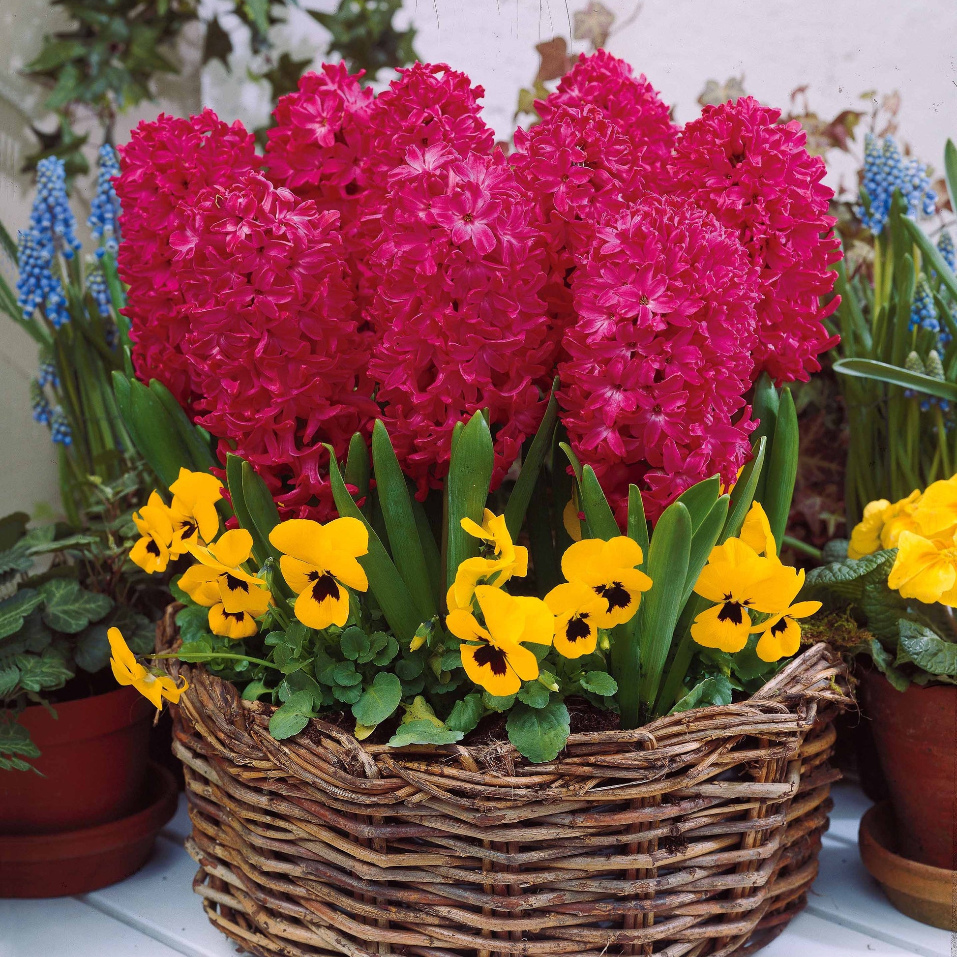 Hyazinthen Kollektion: 'Ostara' + 'Jan Bos' + 'Carnegie' (x9) - Hyacinthus 'Delft Blue', 'Jan Bos', 'Carnegie' - Bakker