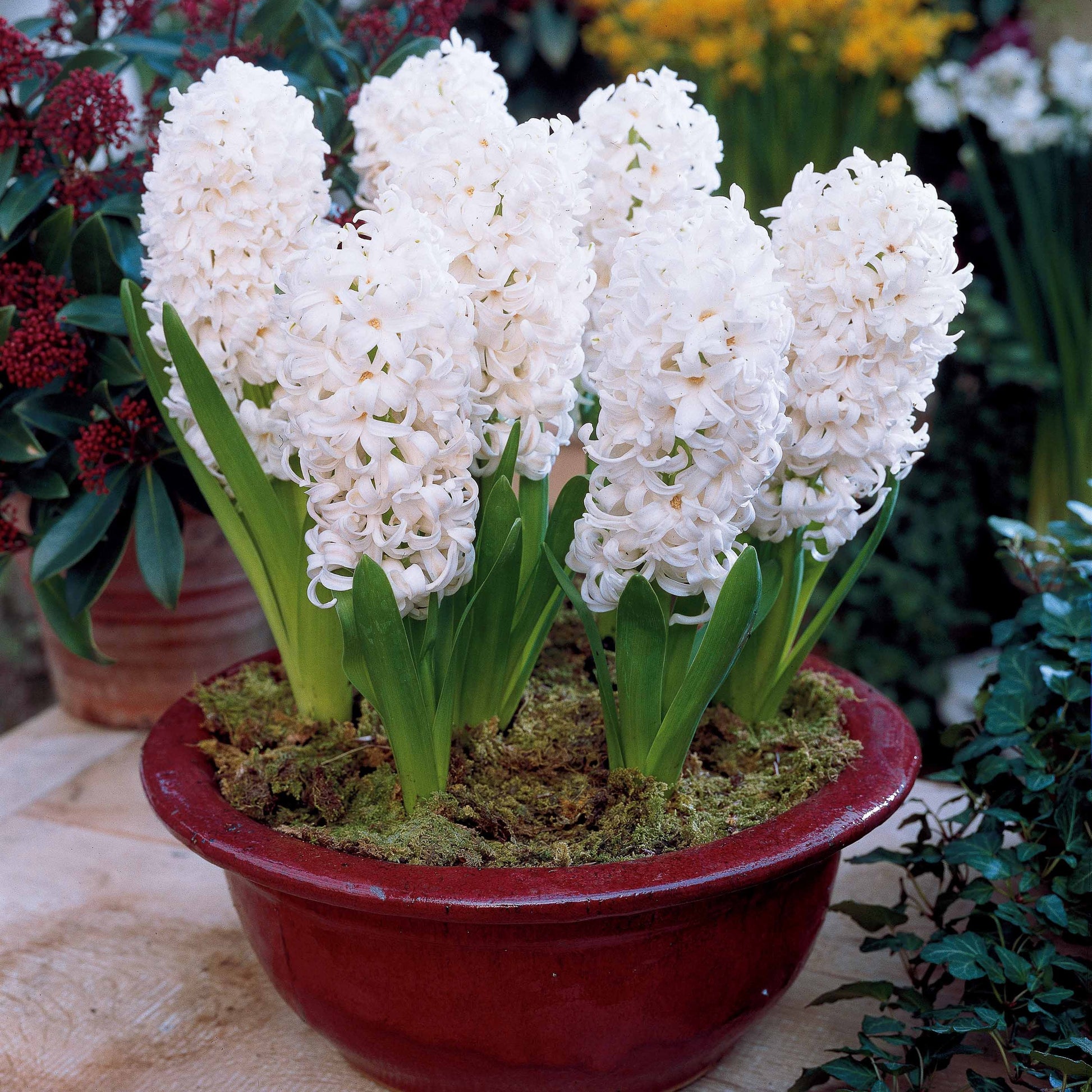 Hyacinthus 'Delft Blue', 'Jan Bos', 'Carnegie' - Hyazinthen Kollektion: 'Ostara' + 'Jan Bos' + 'Carnegie' (x9) - Hyazinthen-Zwiebeln
