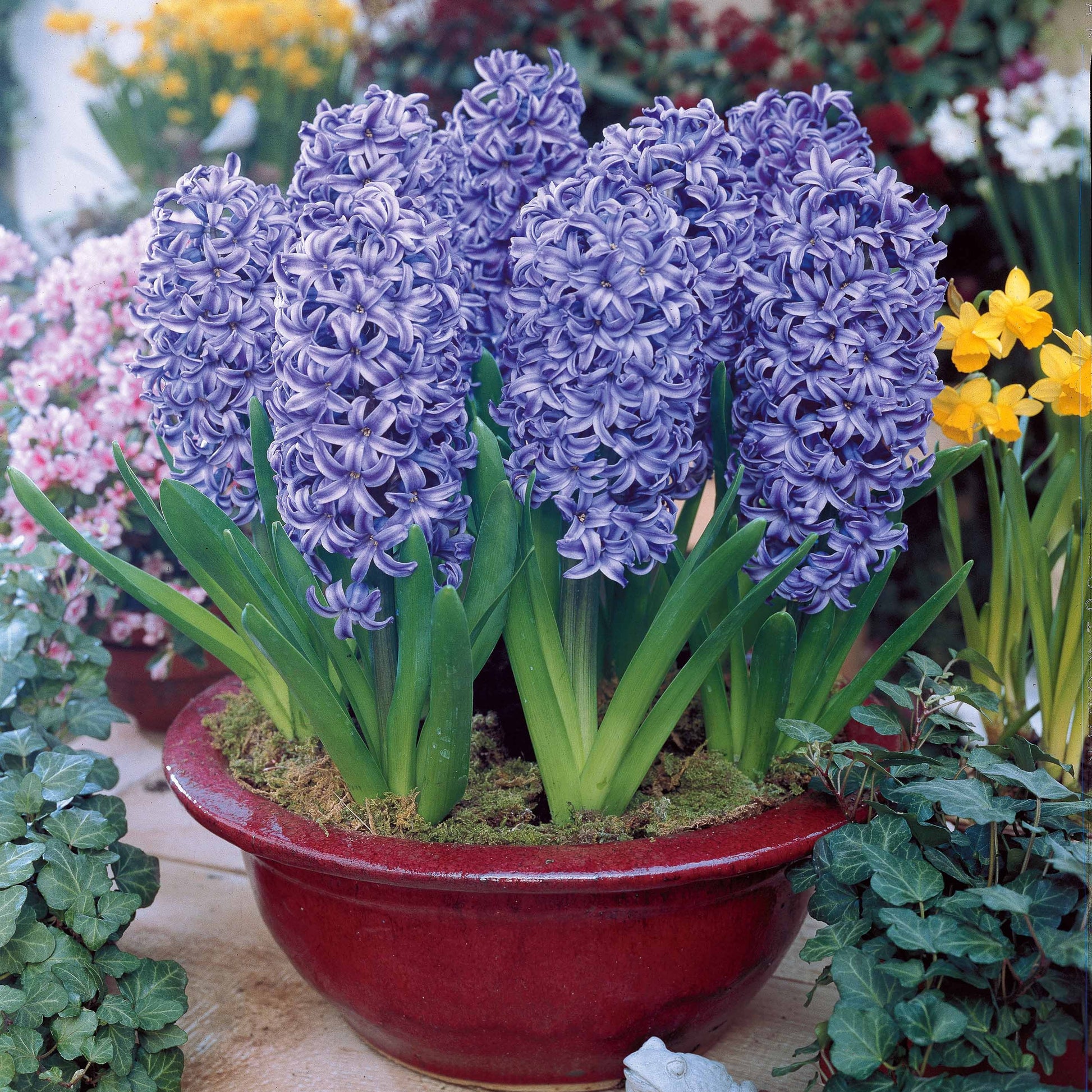Hyazinthen-Zwiebeln - Hyazinthen Kollektion: 'Ostara' + 'Jan Bos' + 'Carnegie' (x9) - Hyacinthus 'Delft Blue', 'Jan Bos', 'Carnegie'