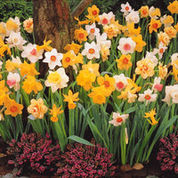 Narcissus - Narzissen Mischung - Narzissen-Zwiebeln