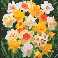 Narzissen Mischung - Narcissus - Bakker