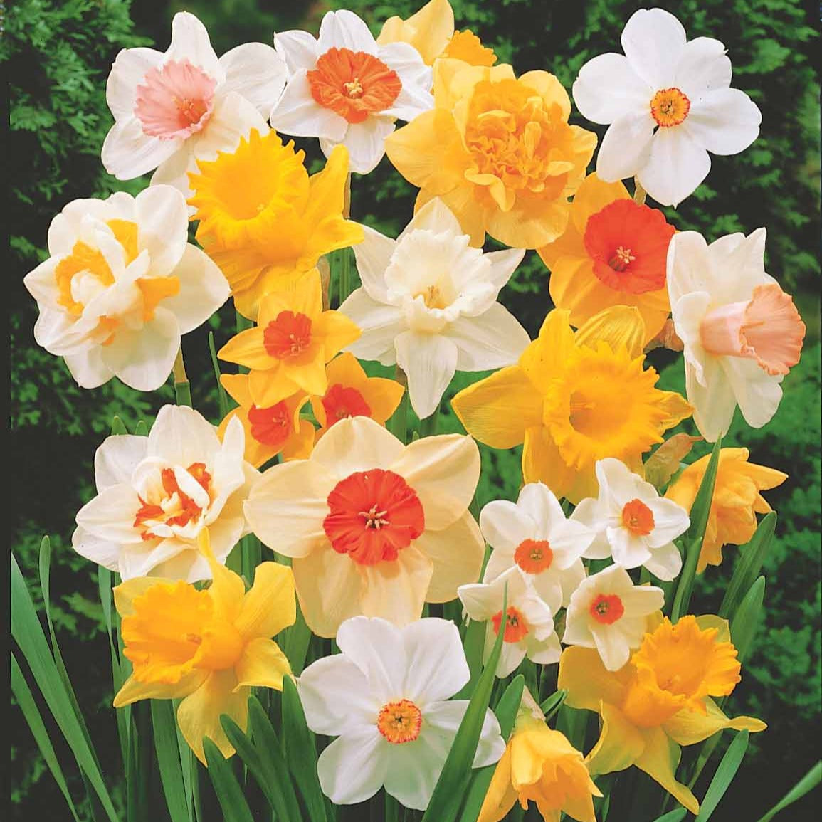 Narzissen Mischung - Narcissus - Bakker