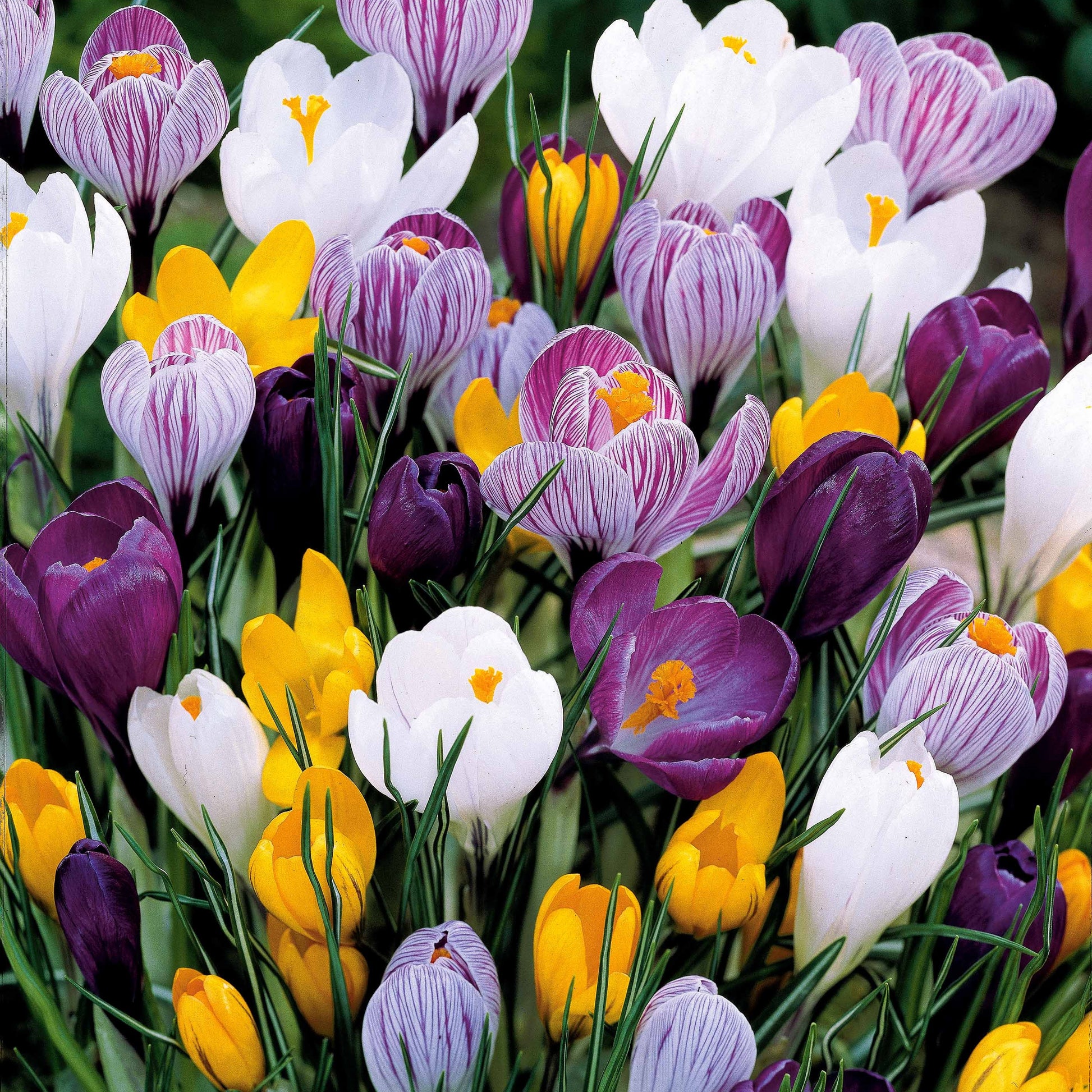 Großblumige Krokusse Mischung - Crocus vernus - Bakker
