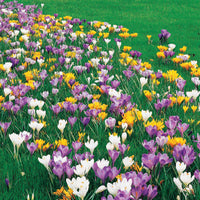Crocus vernus - Großblumige Krokusse Mischung - Krokus-Zwiebeln