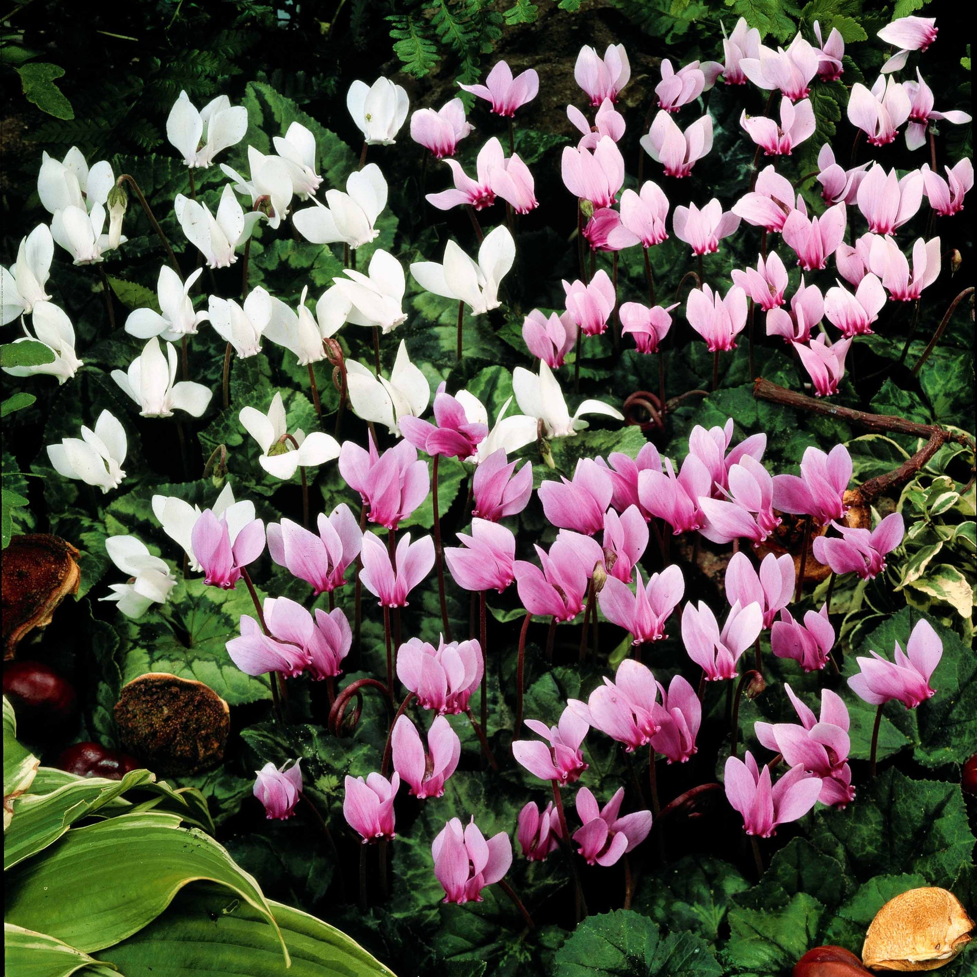Herbst-Alpenveilchen Mischung (x5) - Bakker