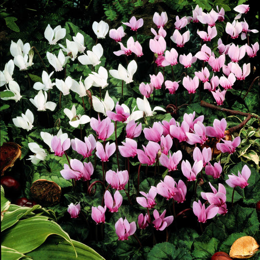 Herbst-Alpenveilchen Mischung (x5) - Bakker