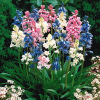 Spanische Glocken Scilla Mischung (x5) - Scilla campanulata - Bakker