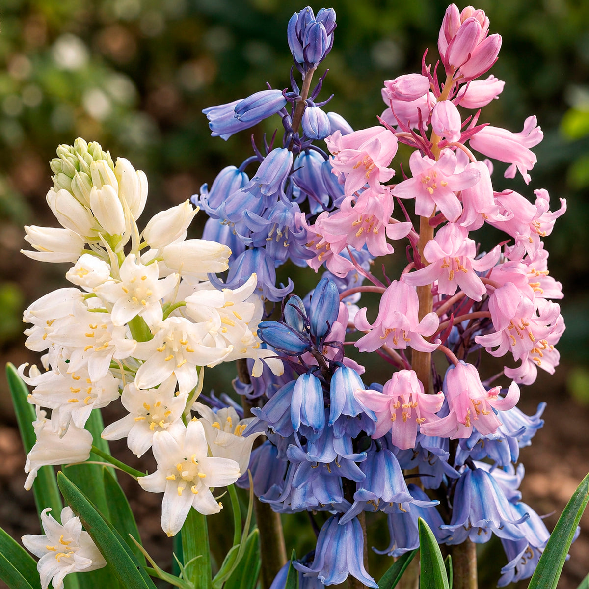 Spanische Glocken Scilla Mischung (x5)