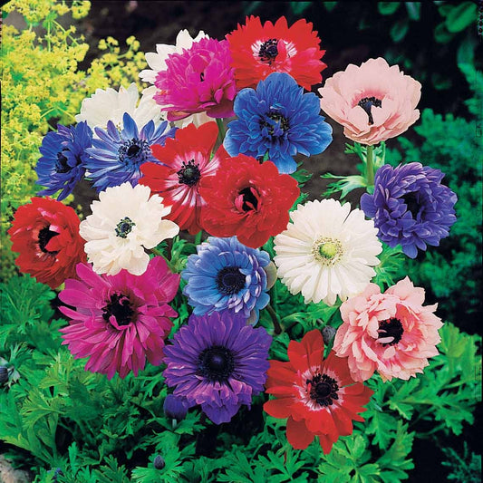 Anemone 'Sainte Brigitte' Mischung (x30) - Bakker