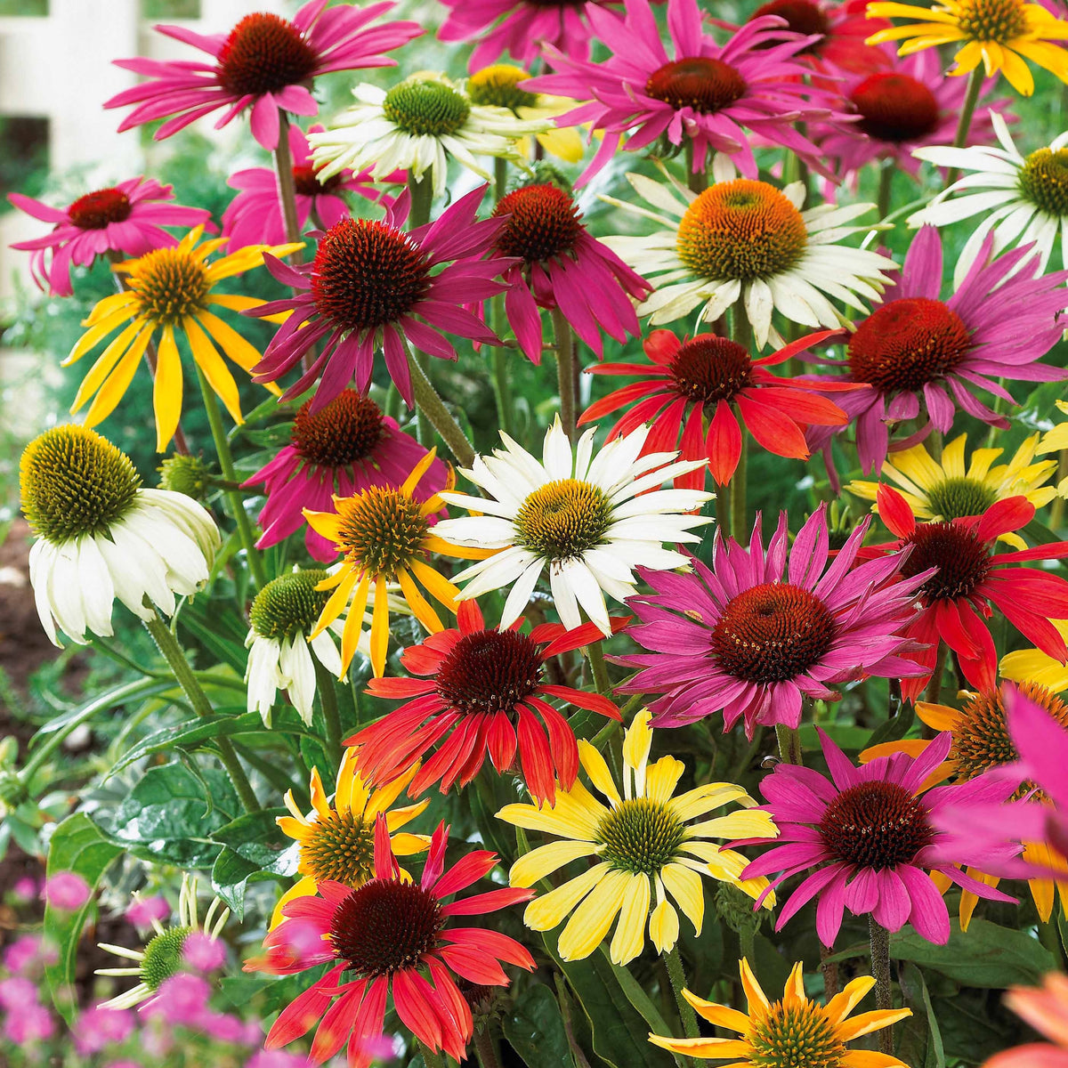 Sonnenhut Butterfly Mischung (x5) - Echinacea butterfly - Bakker