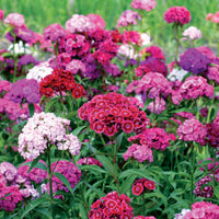 Dianthus barbatus - Poetennelken in einer Mischung (x3) - Nelken - Dianthus