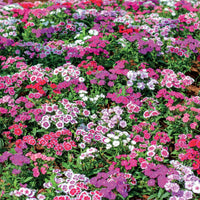 Poetennelken in einer Mischung (x3) - Dianthus barbatus - Bakker