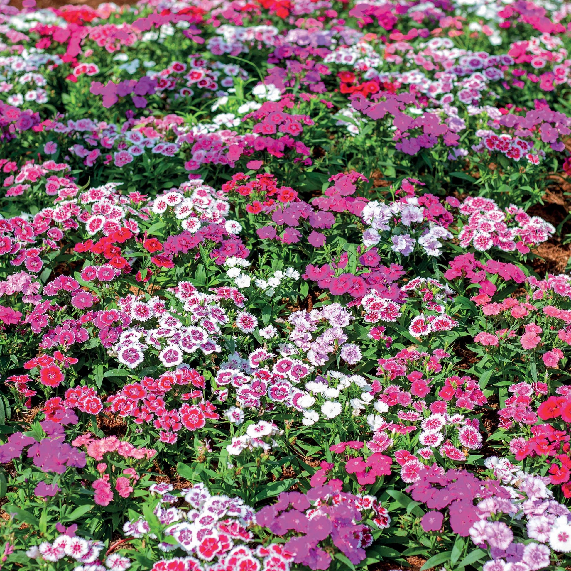 Poetennelken in einer Mischung (x3) - Dianthus barbatus - Bakker