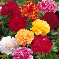 Gartennelken Triumph Mischung (x6) - Dianthus caryophyllus triomphe - Bakker