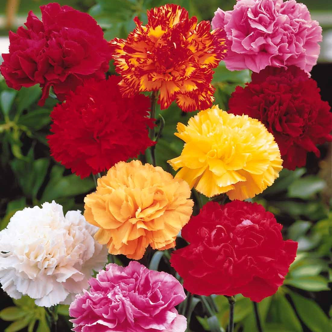 Gartennelken Triumph Mischung (x6) - Dianthus caryophyllus triomphe - Bakker