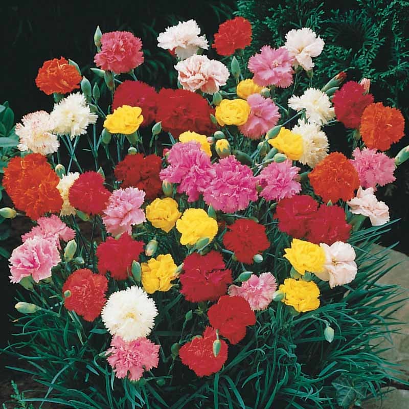 Dianthus caryophyllus triomphe - Gartennelken Triumph Mischung (x6) - Nelken - Dianthus