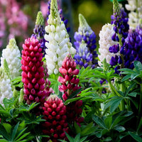 Lupinen Russel Mischung (x5) - Lupinus hybrid russell - Bakker